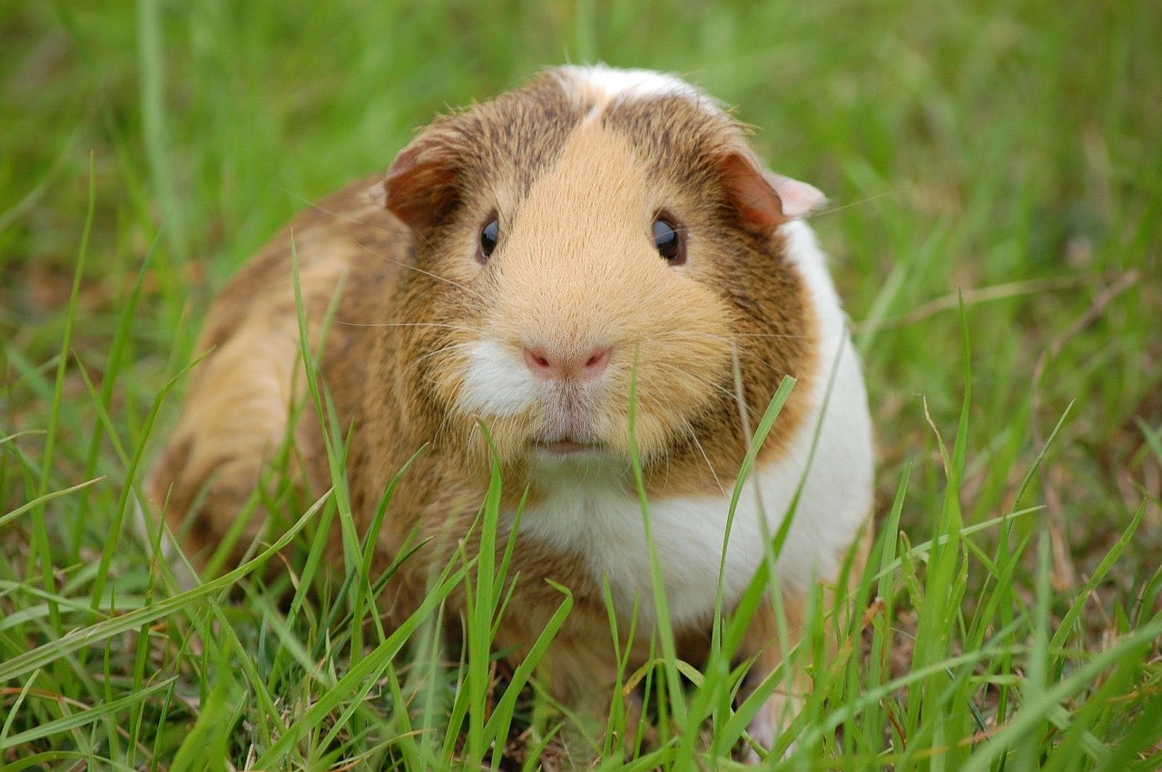 Cohabitation entre Lapin et Cochon d’Inde, tout ce qu’il faut savoir