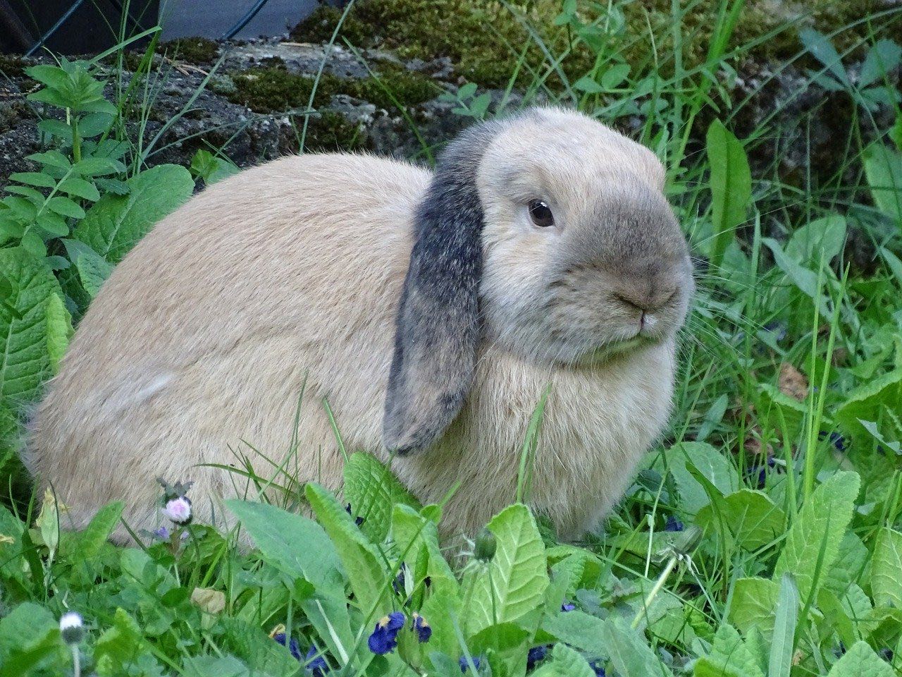 Tout Savoir Sur Le Lapin Bélier Et Nain Bélier : Alimentation, Soins ...