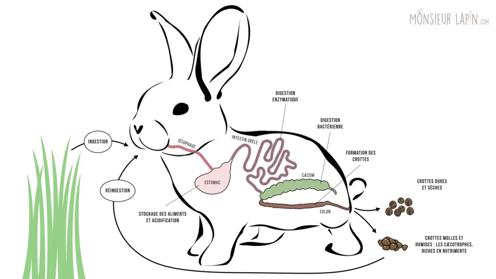 Schéma de la digestion du lapin