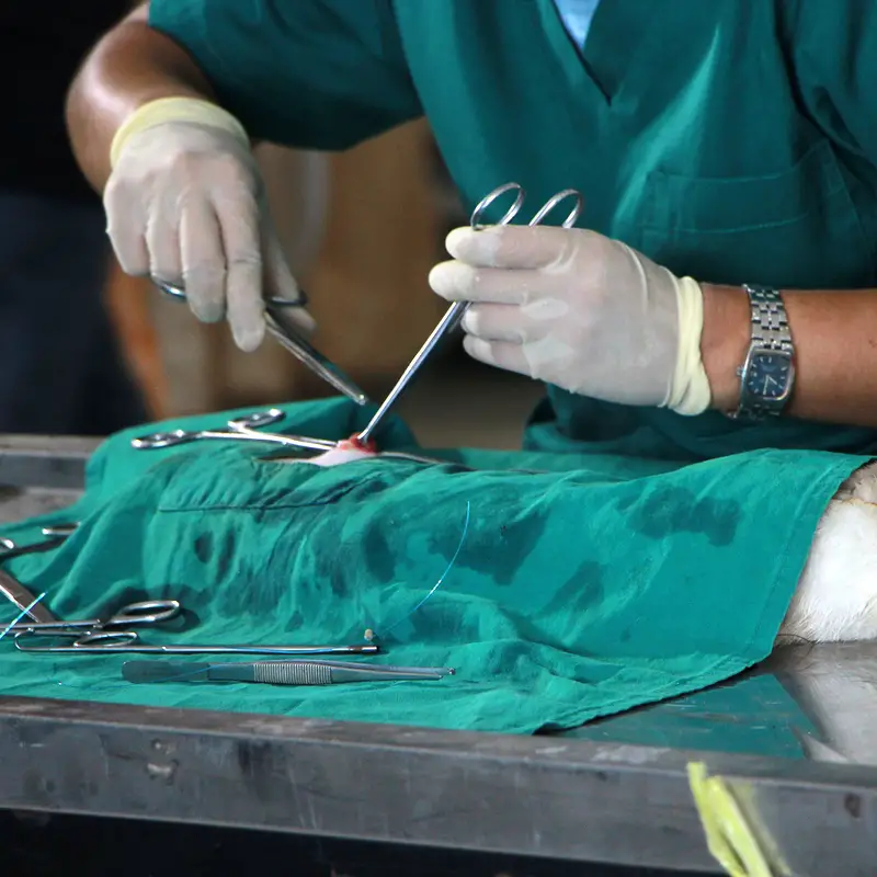 Opération castration lapin nain