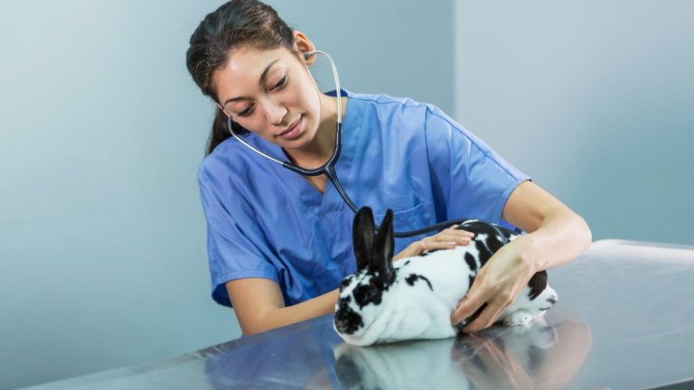 Sterilisation Lapin Nain Tarif