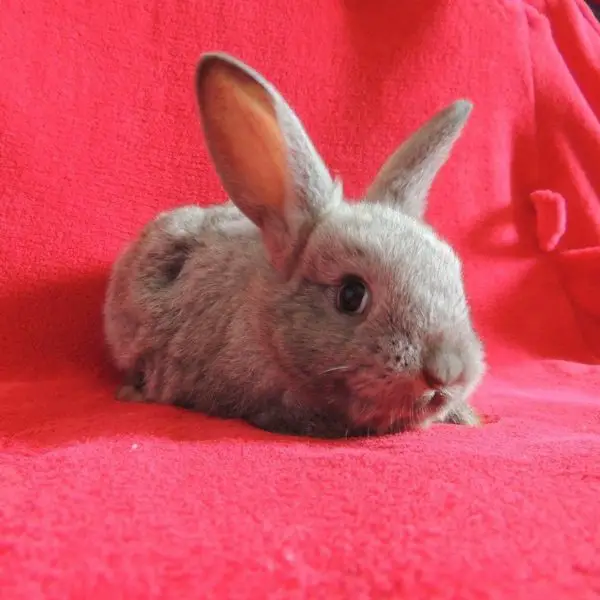 Tout Savoir sur la Castration et Stérilisation du Lapin Nain (prix, âge, conseils…)