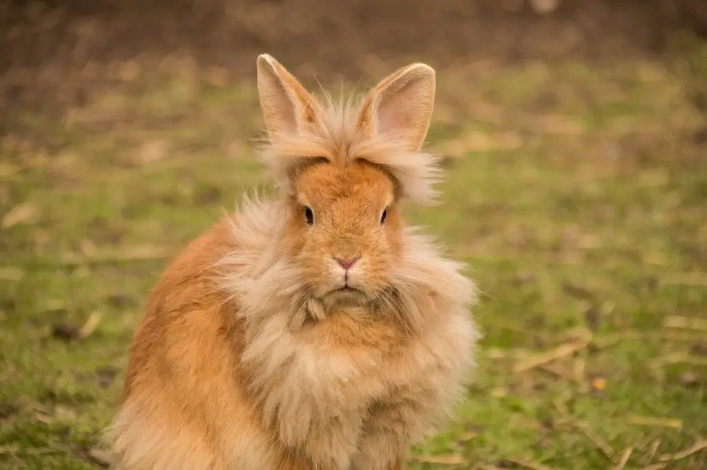 tout-savoir-sur-le-lapin-nain-t-te-de-lion-prix-alimentation-soins