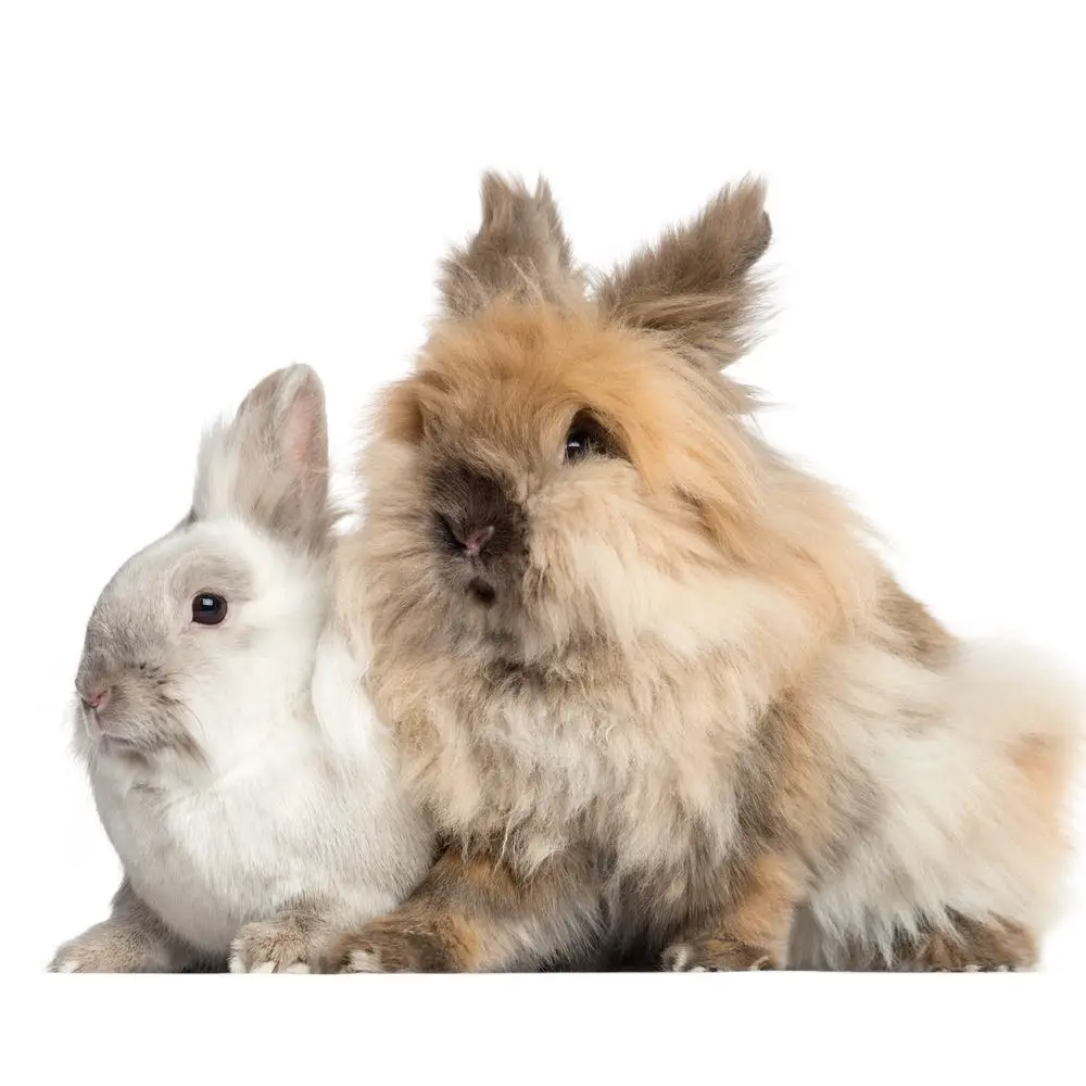 Couple de lapins nains