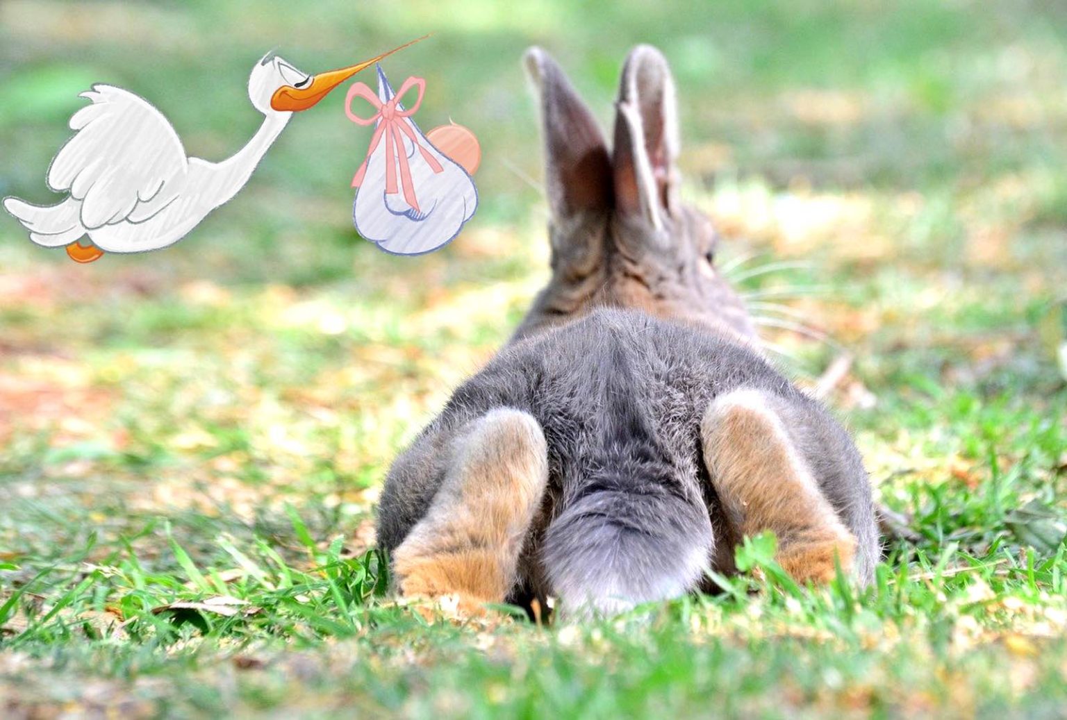 Gestation du Lapin Durée, Comportement, Conseils... — free download