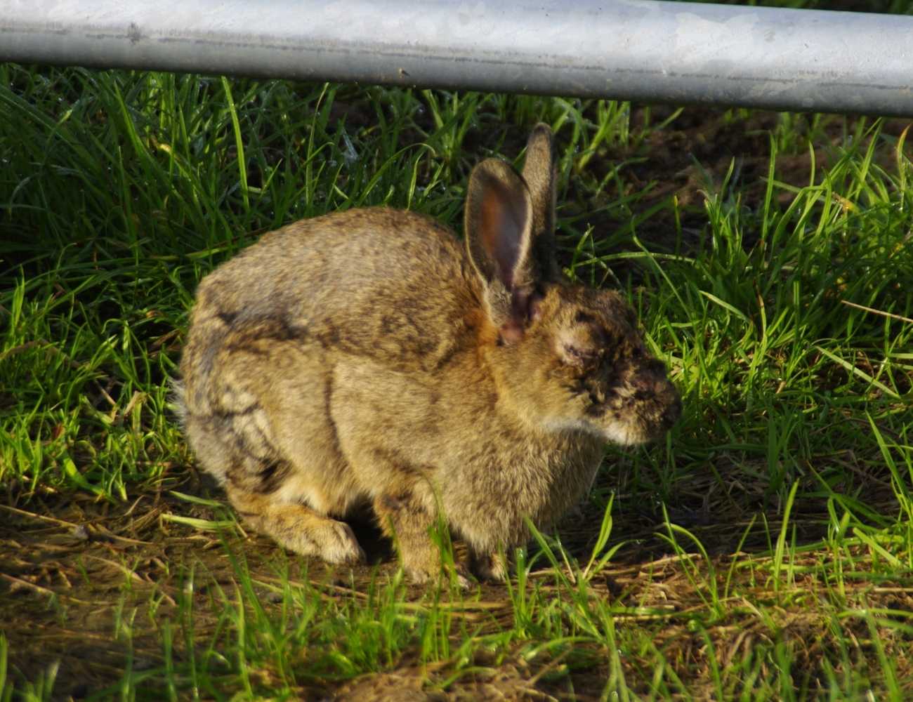 Mon lapin perd ses poils Tout savoir sur la mue