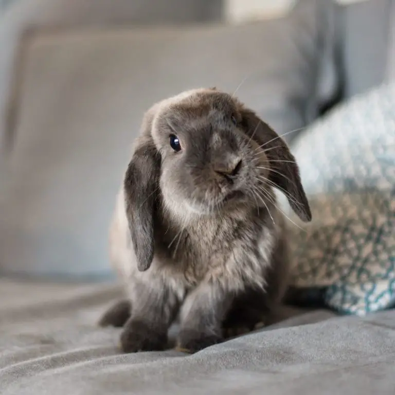 Lapin A Donner Le Bon Coin