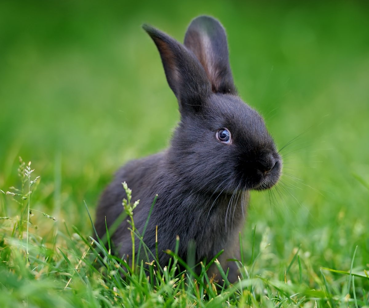 Mon lapin perd ses poils Tout savoir sur la mue et les maladies de peau du lapin