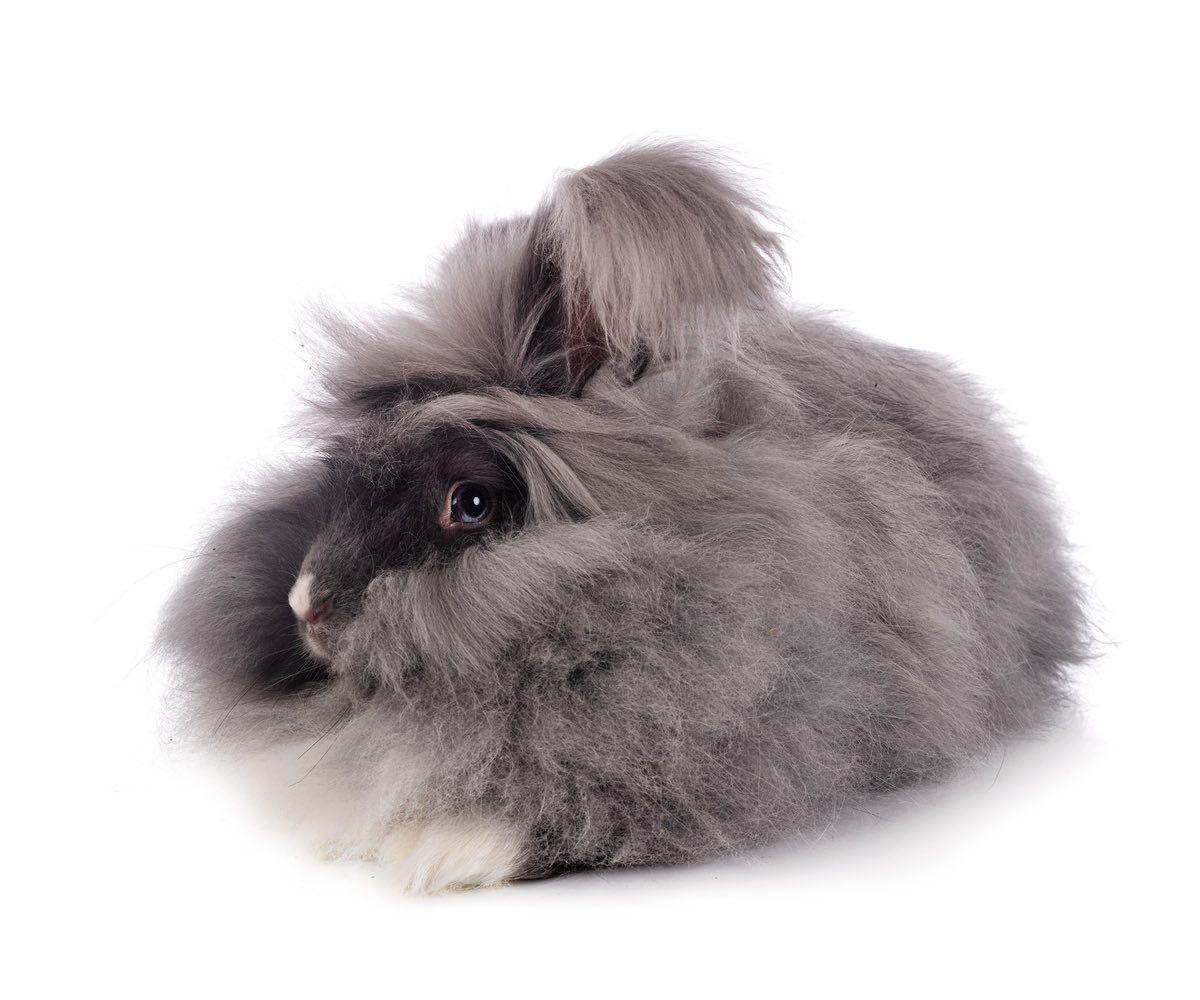 Mon lapin perd ses poils Tout savoir sur la mue et les maladies de peau du lapin