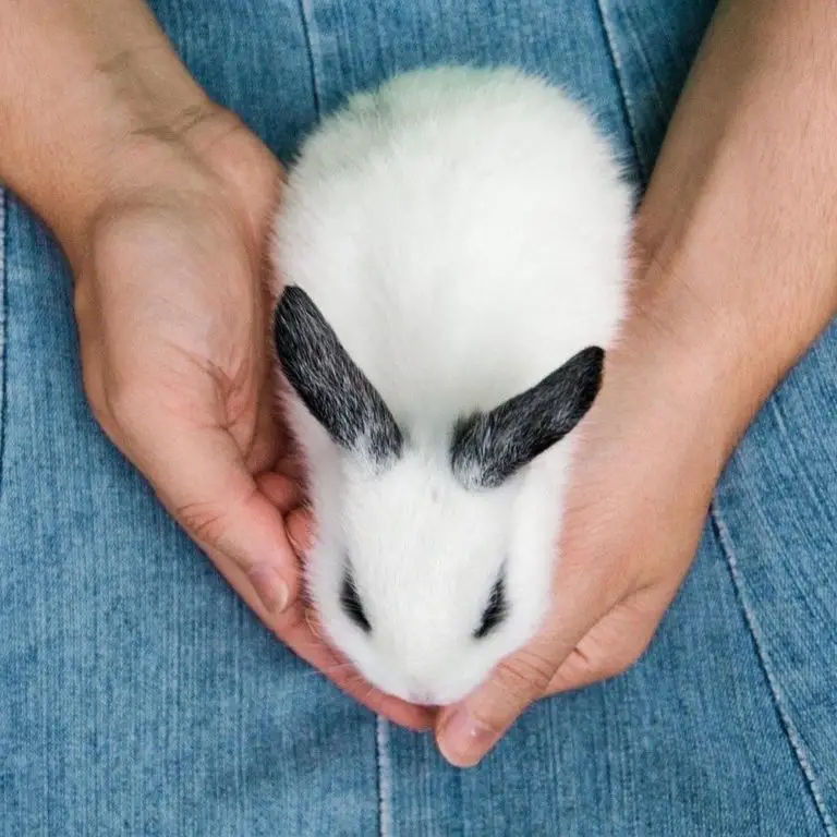 Comment savoir si votre Lapin est heureux Les signes à connaitre Comment savoir si votre Lapin est heureux Les signes à connaitre
