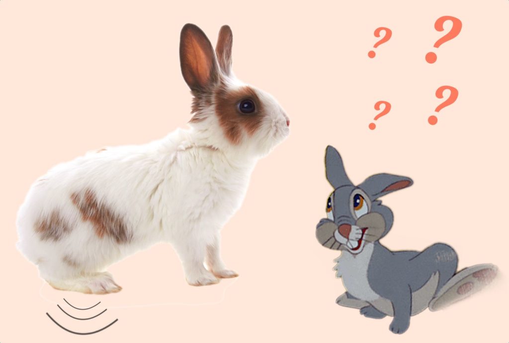 Lapin qui tape des pattes arrières Signification et explications