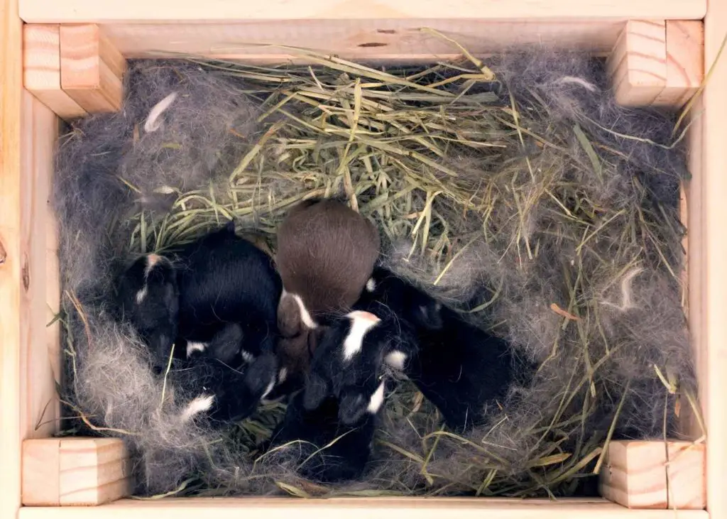 caisse de naissance nid lapin