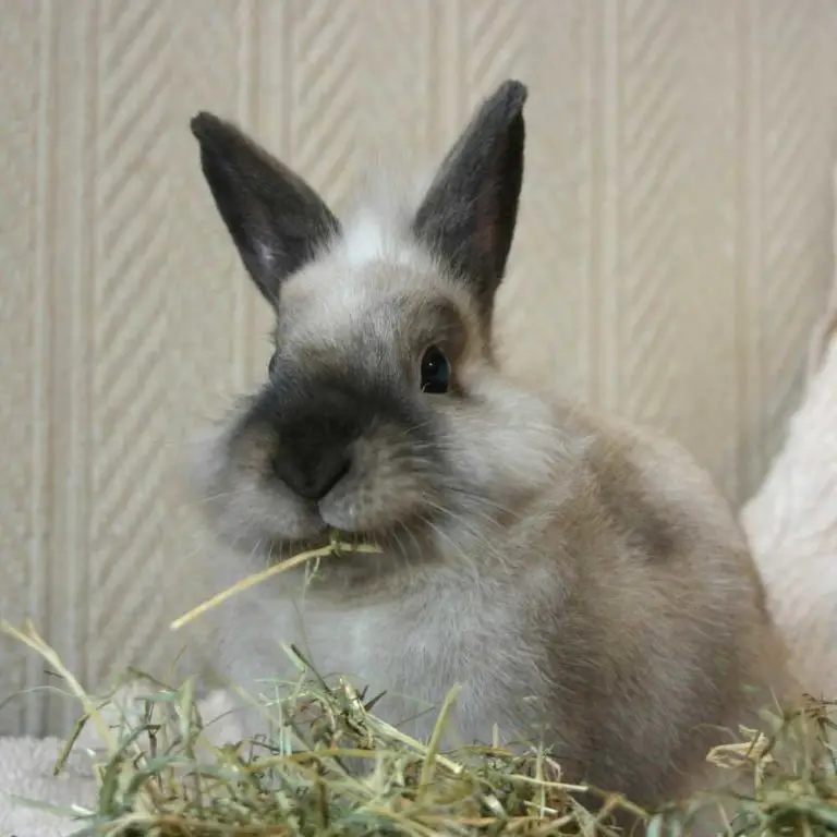 Mon lapin perd ses poils Tout savoir sur la mue et les maladies de peau du lapin