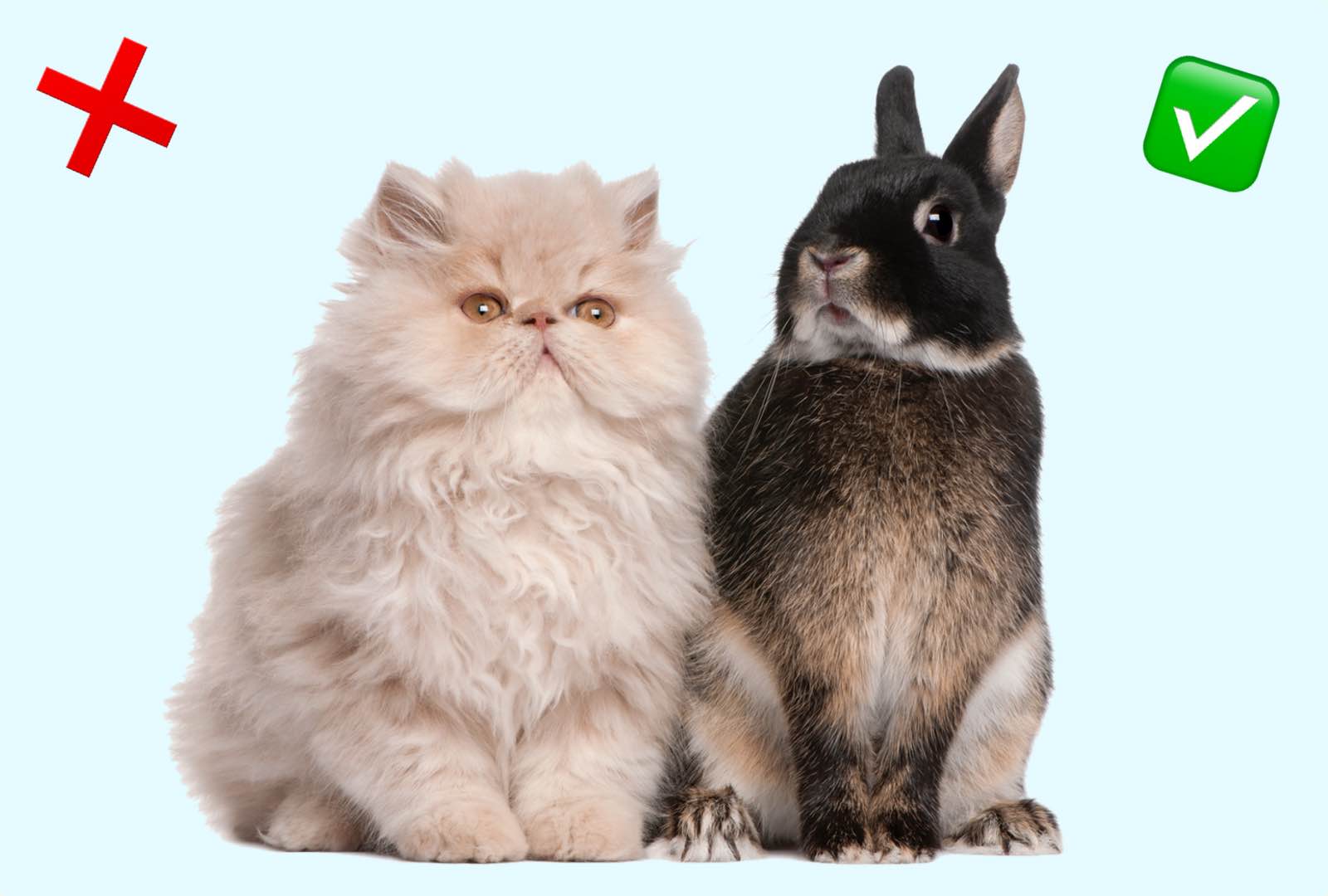 rencontre entre 2 lapins nains)