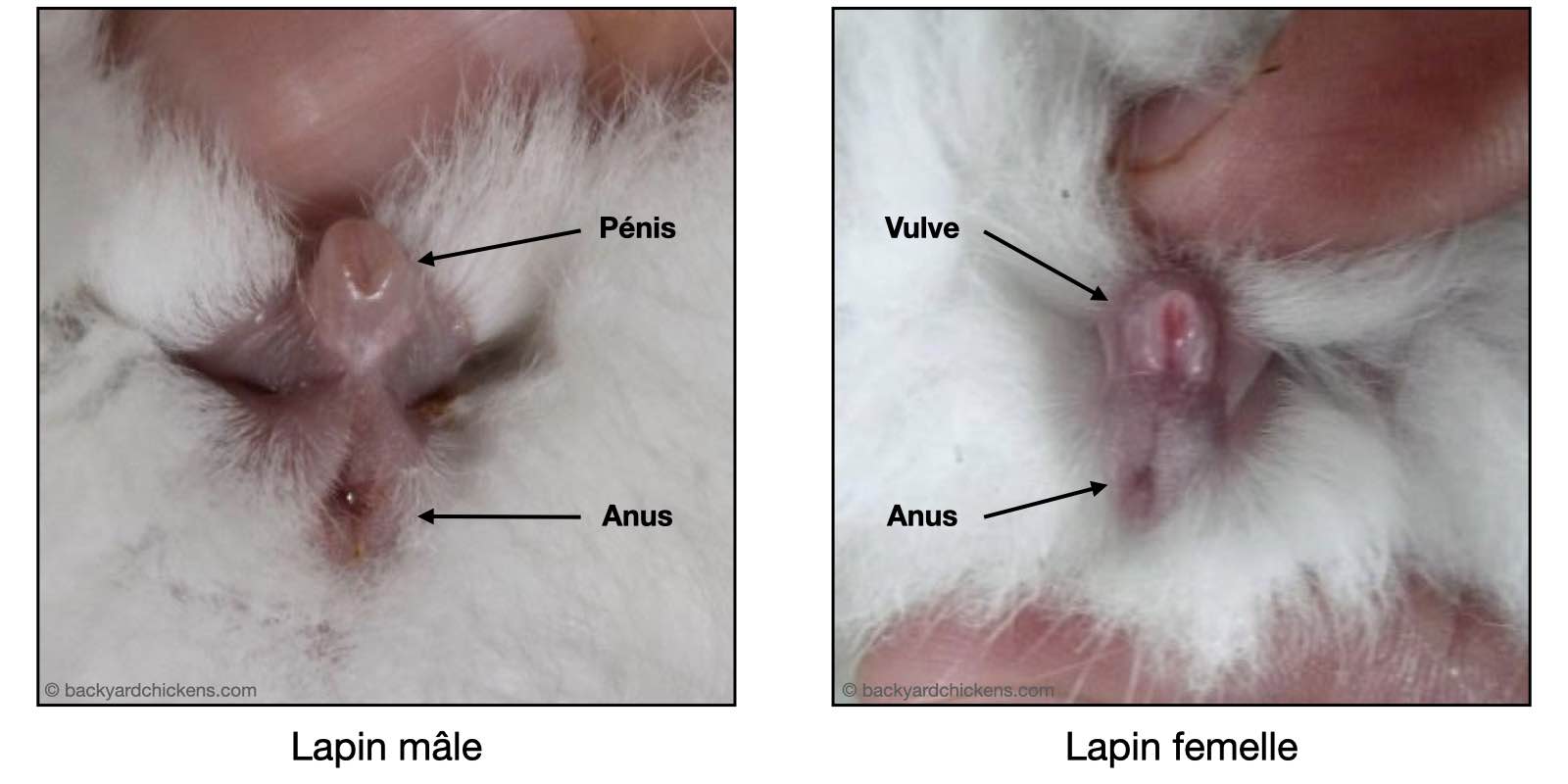 Différence lapin mâle et femelle