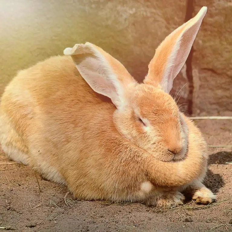 Lapin Mâle Ou Femelle Leurs Différences Caractères Odeurs Chaleurs…