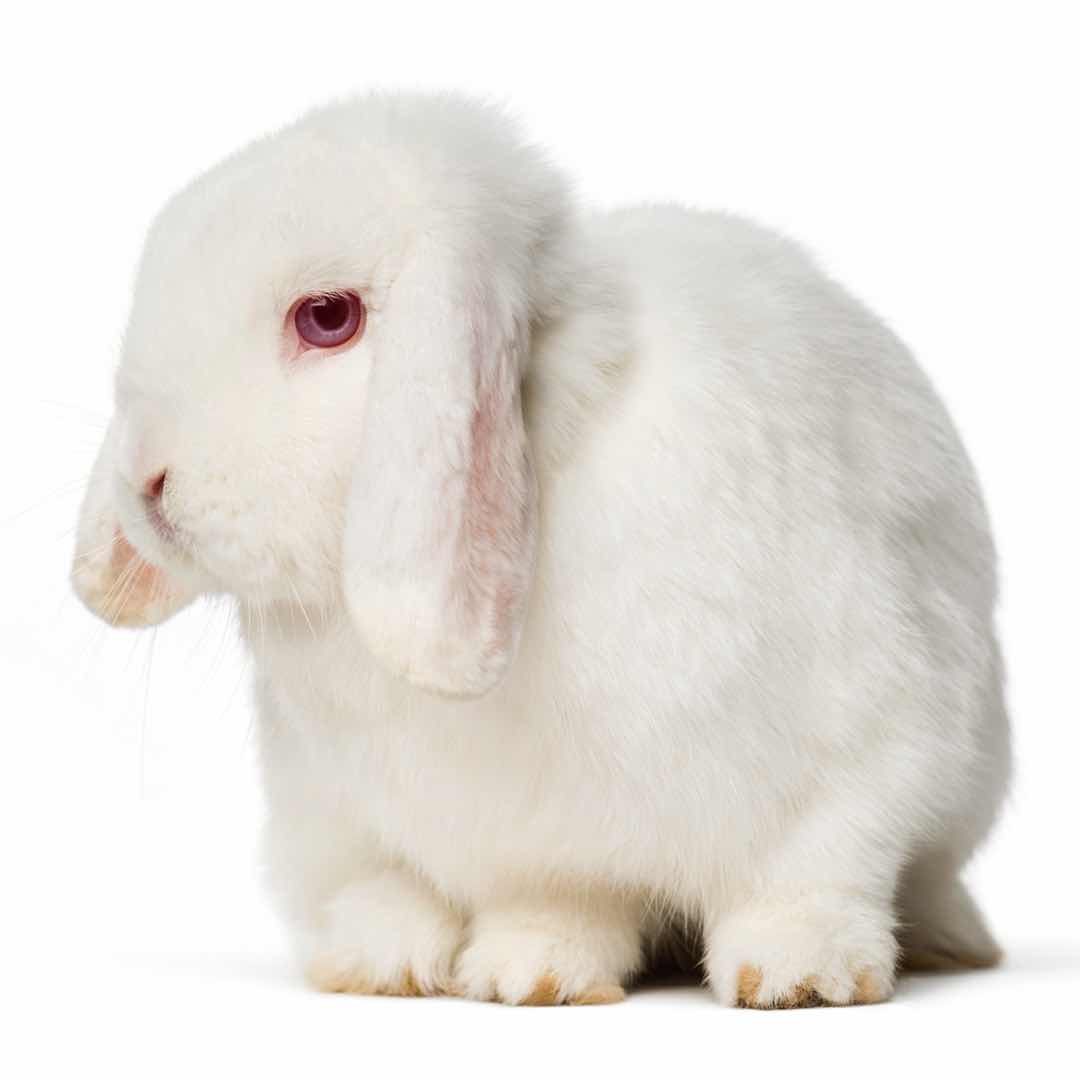 Tout savoir sur le Lapin Mini Lop Taille, Prix, Caractère, Elevage…