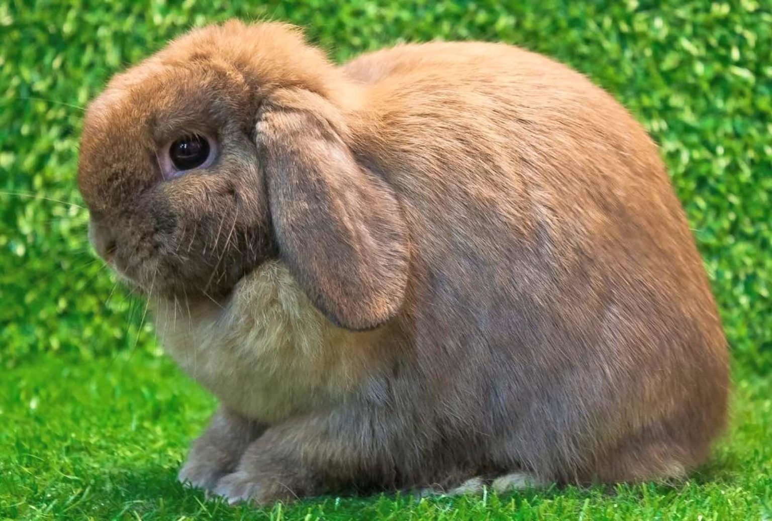 Tout savoir sur le Lapin Mini Lop Taille, Prix, Caractère, Elevage…
