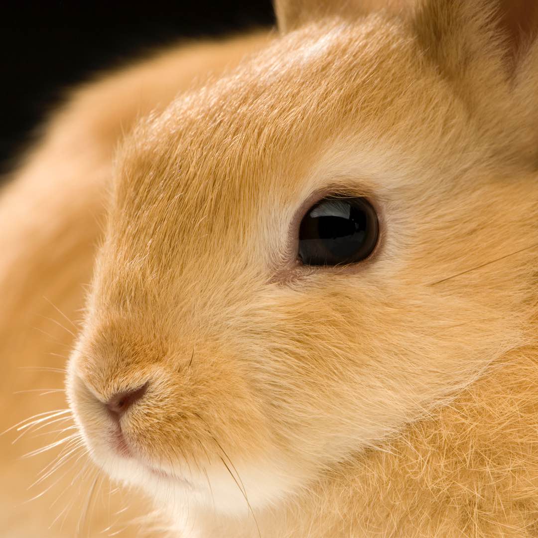 Tout savoir sur la vision du Lapin Comment voit un Lapin