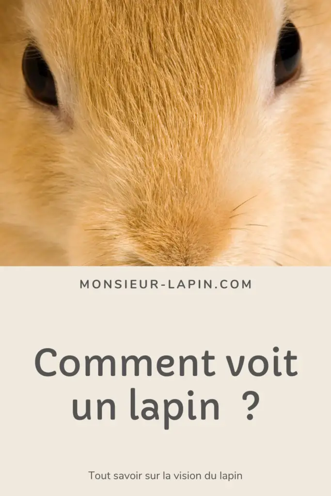Tout savoir sur la vision du Lapin Comment voit un Lapin